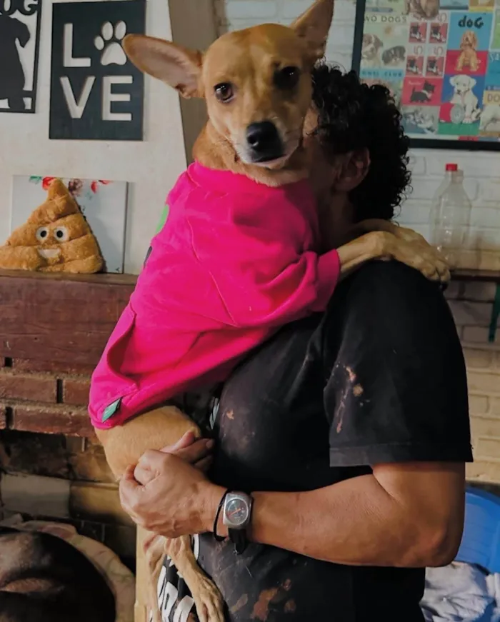 Cachorro ra a SRD-ViraLata idade 2 anos nome Grazi 