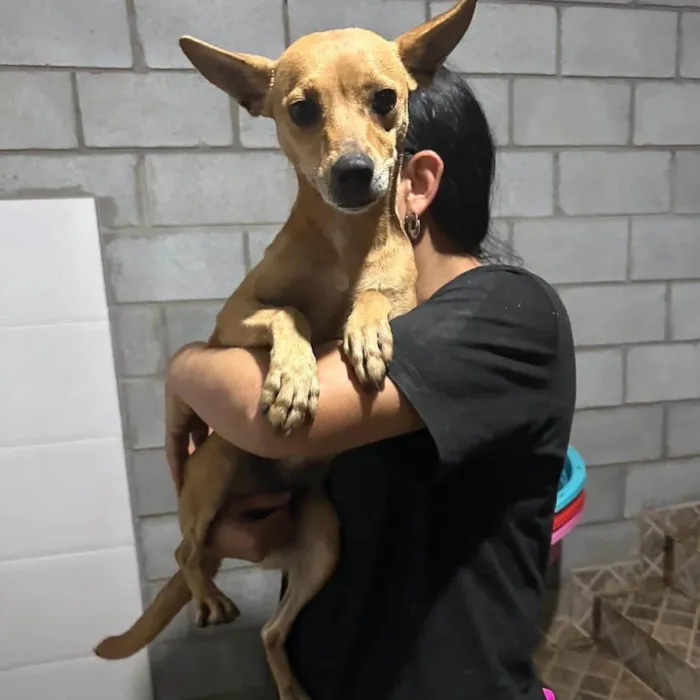 Cachorro ra a SRD-ViraLata idade 2 anos nome Grazi 