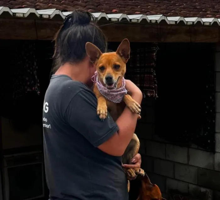 Cachorro ra a SRD-ViraLata idade 2 anos nome Grazi 