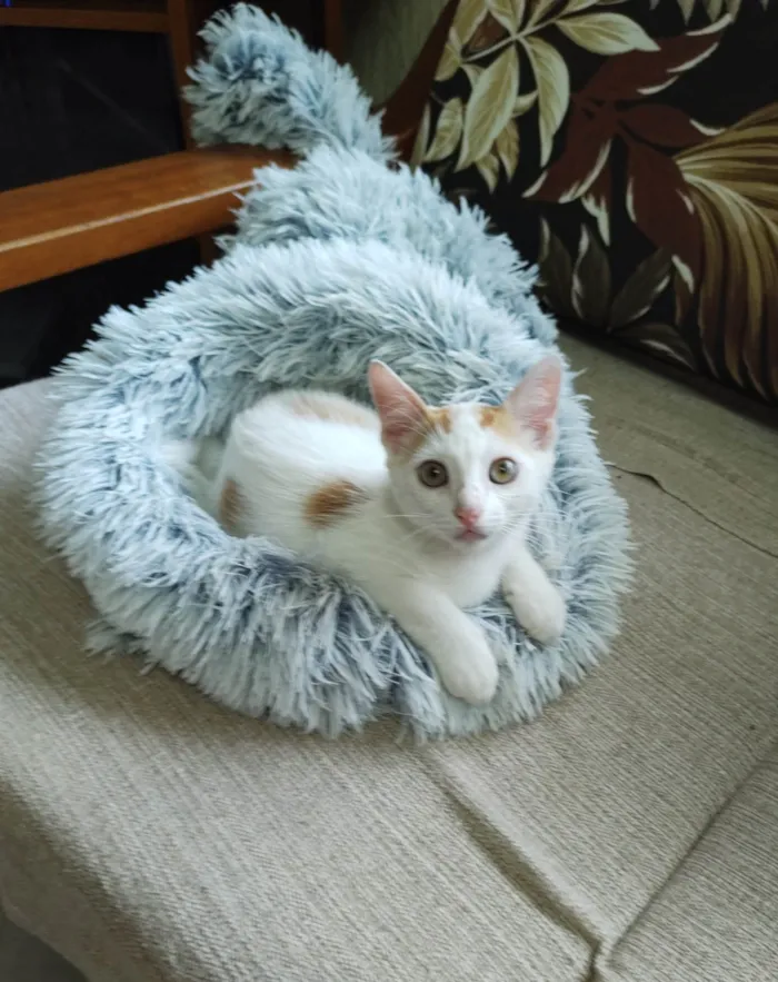 Gato ra a SRD-ViraLata idade 2 a 6 meses nome Lindo gatinho amarelo e branco, 2,5 meses de idade.
