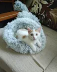 Lindo gatinho amarelo e branco, 2,5 meses de idade.