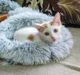 Lindo gatinho amarelo e branco, 2,5 meses de idade.
