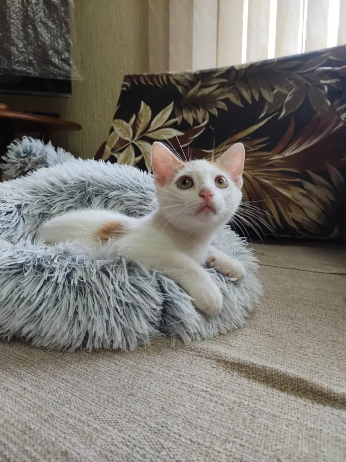 Gato ra a SRD-ViraLata idade 2 a 6 meses nome Lindo gatinho amarelo e branco, 2,5 meses de idade.