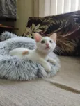 Lindo gatinho amarelo e branco, 2,5 meses de idade.