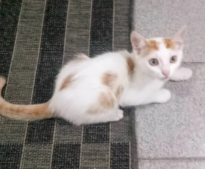 Gato ra a SRD-ViraLata idade 2 a 6 meses nome Lindo gatinho amarelo e branco, 2,5 meses de idade.