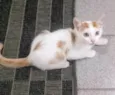 Lindo gatinho amarelo e branco, 2,5 meses de idade.