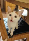 Lindo gatinho amarelo e branco, 2,5 meses de idade.