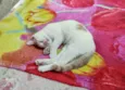 Lindo gatinho amarelo e branco, 2,5 meses de idade.