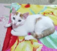 Lindo gatinho amarelo e branco, 2,5 meses de idade.