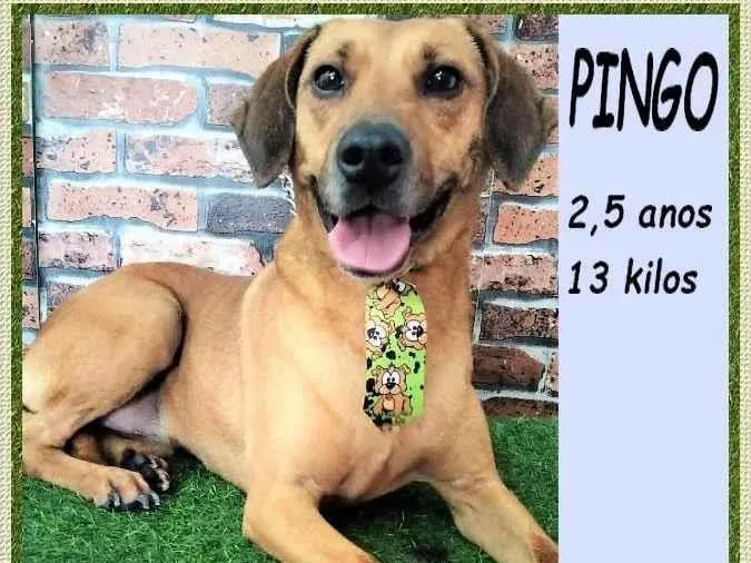 Cachorro ra a SRD-ViraLata idade 2 anos nome Pingo