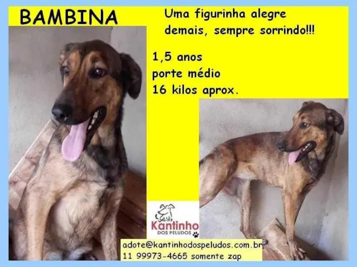 Cachorro ra a SRD-ViraLata idade 1 ano nome Pintadinha