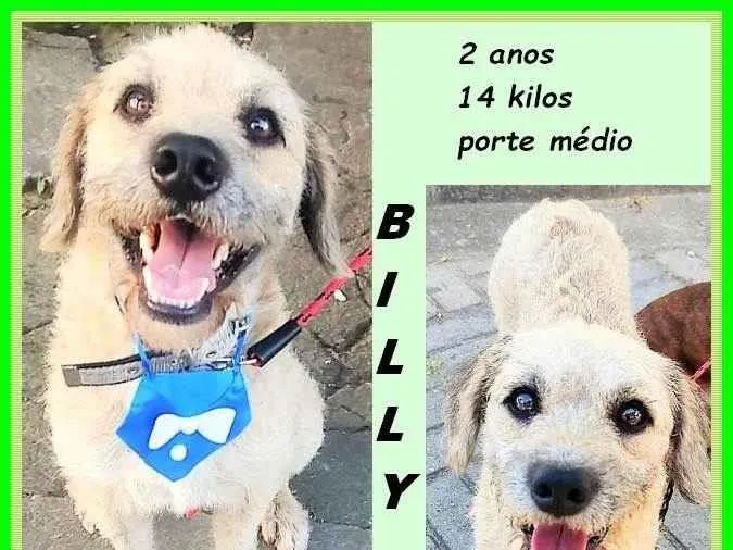 Cachorro ra a SRD-ViraLata idade 2 anos nome Billy