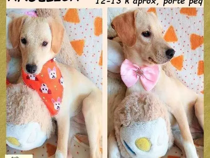 Cachorro ra a SRD-ViraLata idade 2 a 6 meses nome Angélica