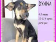 Dyana