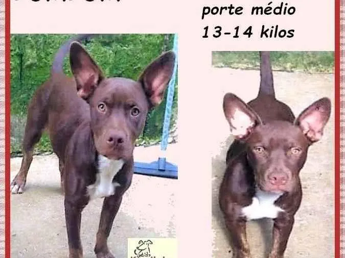 Cachorro ra a SRD-ViraLata idade 2 a 6 meses nome Bombom