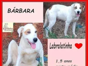 Cachorro raça SRD-ViraLata idade 1 ano nome Bárbara