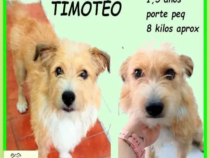 Cachorro ra a SRD-ViraLata idade 1 ano nome Timóteo