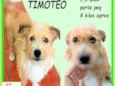 Timóteo