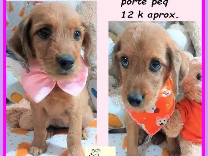 Cachorro ra a SRD-ViraLata idade 2 a 6 meses nome Kamila