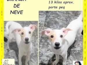 Cachorro raça SRD-ViraLata idade 2 a 6 meses nome Branca de neve