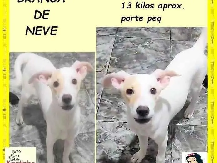 Cachorro ra a SRD-ViraLata idade 2 a 6 meses nome Branca de neve