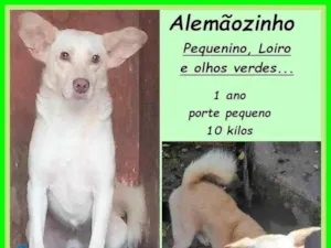 Cachorro raça SRD-ViraLata idade 1 ano nome Alemãozinho
