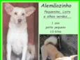 Alemãozinho