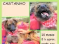 Castanho