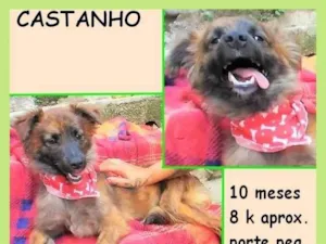 Cachorro raça SRD-ViraLata idade 7 a 11 meses nome Castanho