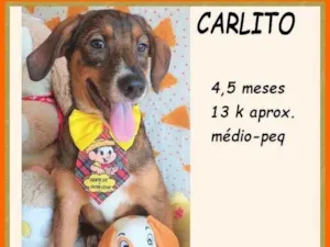 Cachorro raça SRD-ViraLata idade 2 a 6 meses nome Carlito