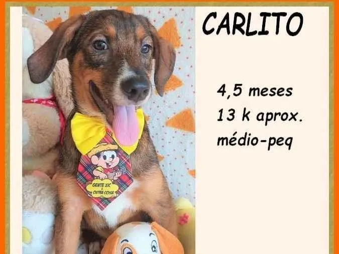 Cachorro ra a SRD-ViraLata idade 2 a 6 meses nome Carlito