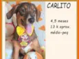 Carlito