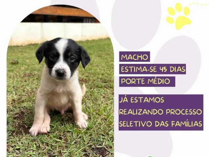 Cachorro ra a SRD-ViraLata idade Abaixo de 2 meses nome Reggae