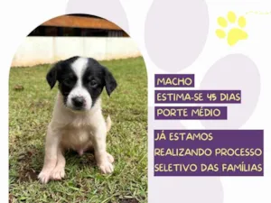 Cachorro raça SRD-ViraLata idade Abaixo de 2 meses nome Reggae