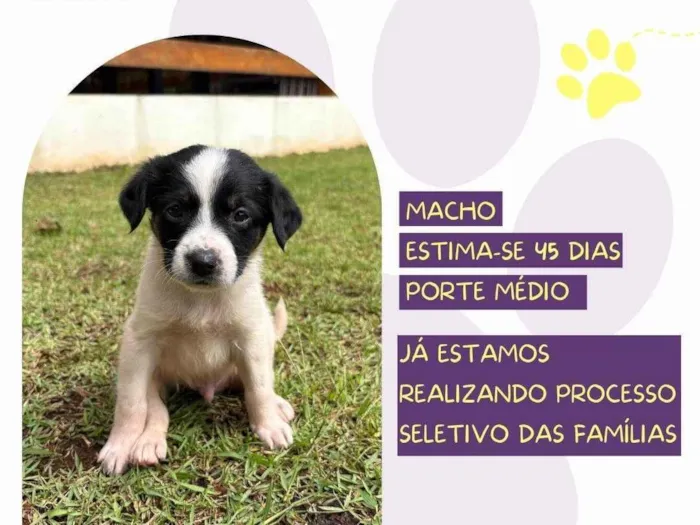 Cachorro ra a SRD-ViraLata idade Abaixo de 2 meses nome Reggae