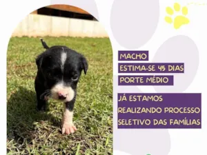 Cachorro raça SRD-ViraLata idade Abaixo de 2 meses nome Zouk