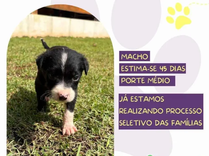 Cachorro ra a SRD-ViraLata idade Abaixo de 2 meses nome Zouk