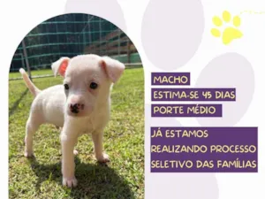 Cachorro raça SRD-ViraLata idade Abaixo de 2 meses nome Tango