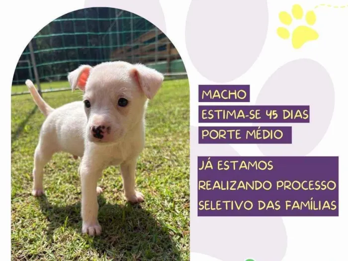 Cachorro ra a SRD-ViraLata idade Abaixo de 2 meses nome Tango