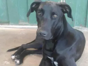 Cachorro raça SRD-ViraLata idade 1 ano nome Negão 