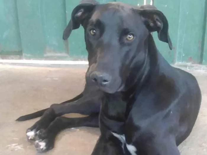 Cachorro ra a SRD-ViraLata idade 1 ano nome Negão 
