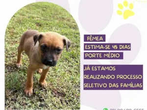 Cachorro raça SRD-ViraLata idade Abaixo de 2 meses nome Lambada