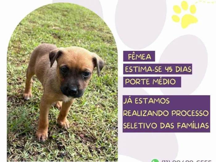 Cachorro ra a SRD-ViraLata idade Abaixo de 2 meses nome Lambada