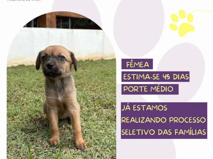 Cachorro ra a SRD-ViraLata idade Abaixo de 2 meses nome Bachata