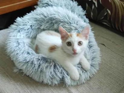 Gato raça SRD-ViraLata idade 2 a 6 meses nome Lindo gatinho amarelo e branco, 2,5 meses de idade.