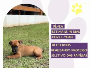 Cachorro raça SRD-ViraLata idade Abaixo de 2 meses nome Valsa