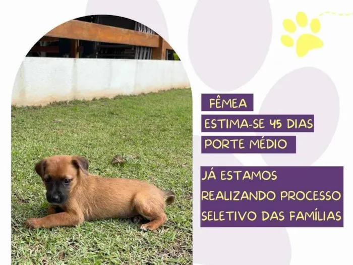 Cachorro ra a SRD-ViraLata idade Abaixo de 2 meses nome Valsa