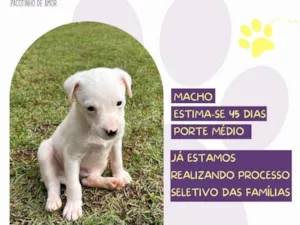 Cachorro raça SRD-ViraLata idade Abaixo de 2 meses nome Bolero
