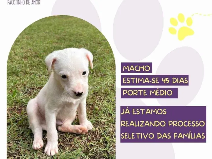Cachorro ra a SRD-ViraLata idade Abaixo de 2 meses nome Bolero