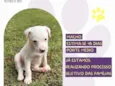 Bolero